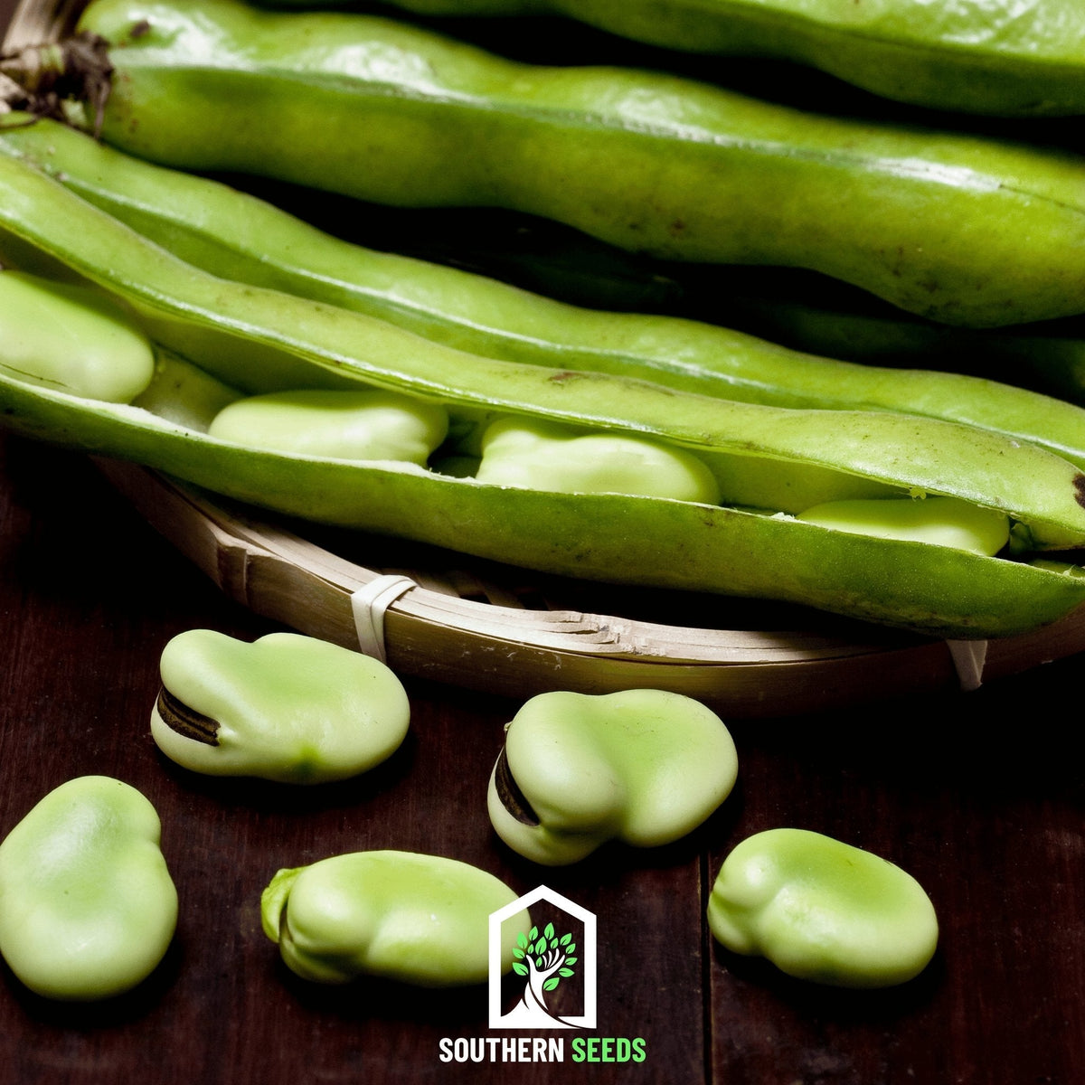 Broad Windsor Fava Bean – 10 Seeds