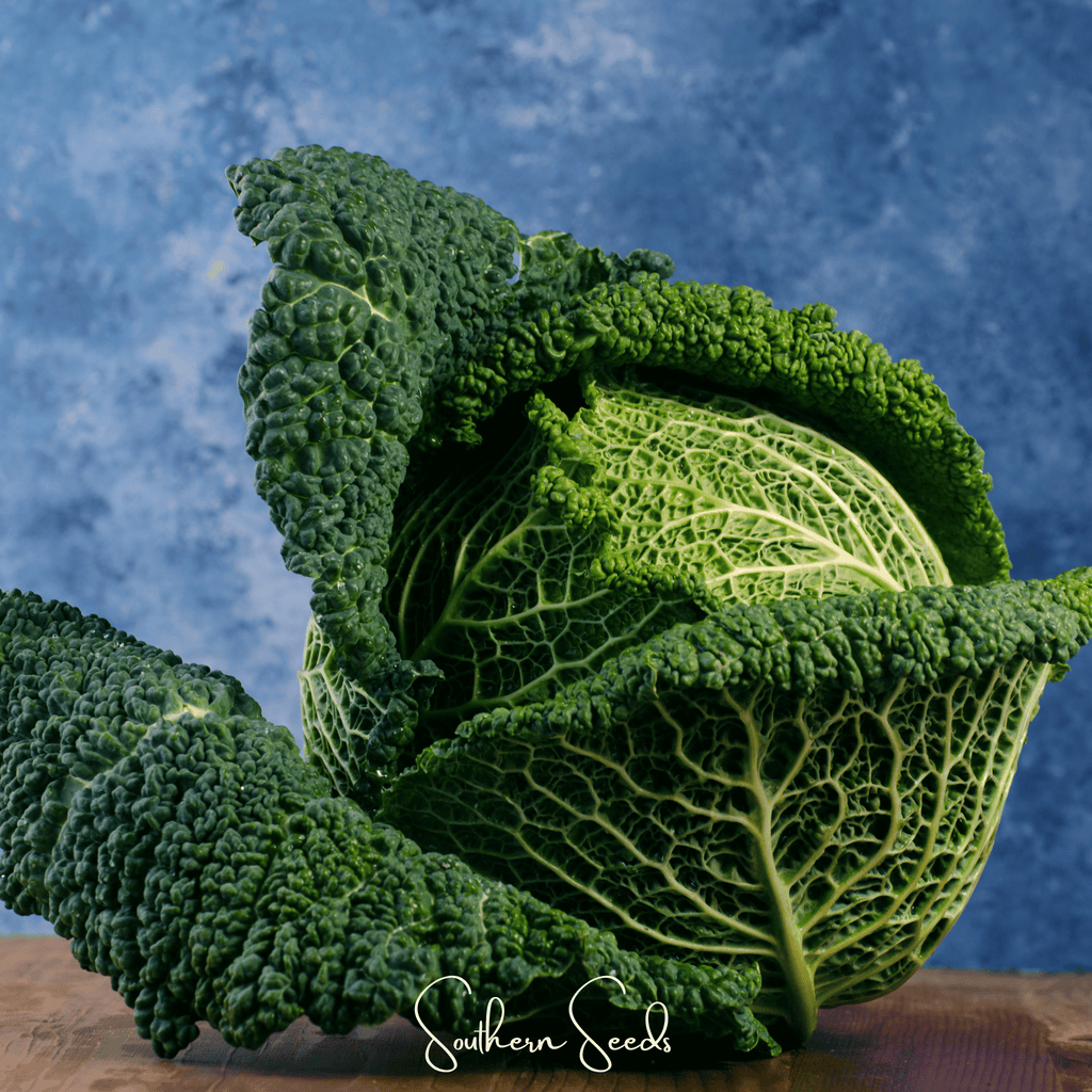 Savoy Cabbage – 100 Seeds