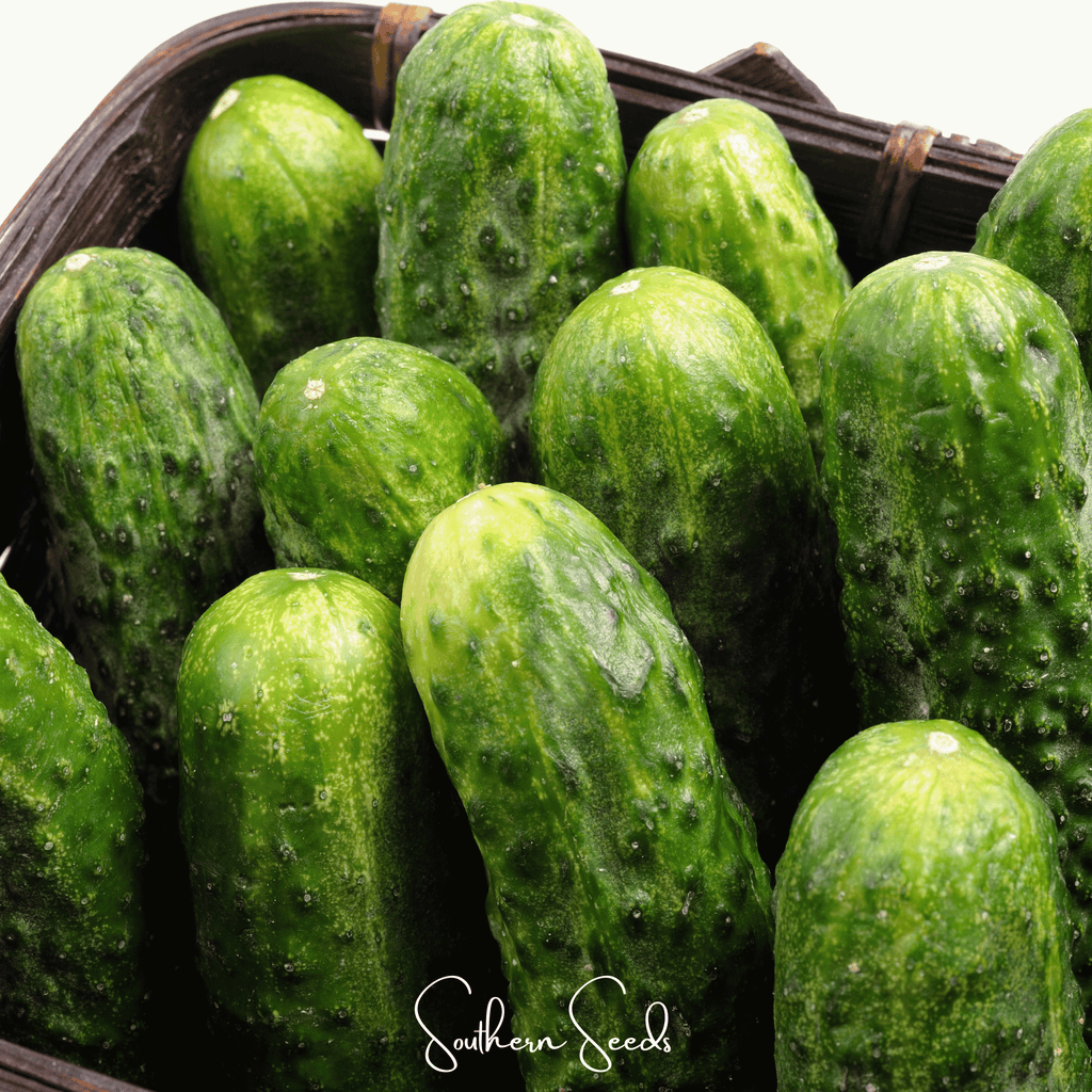 National Pickling Cucumber – 30 Seeds