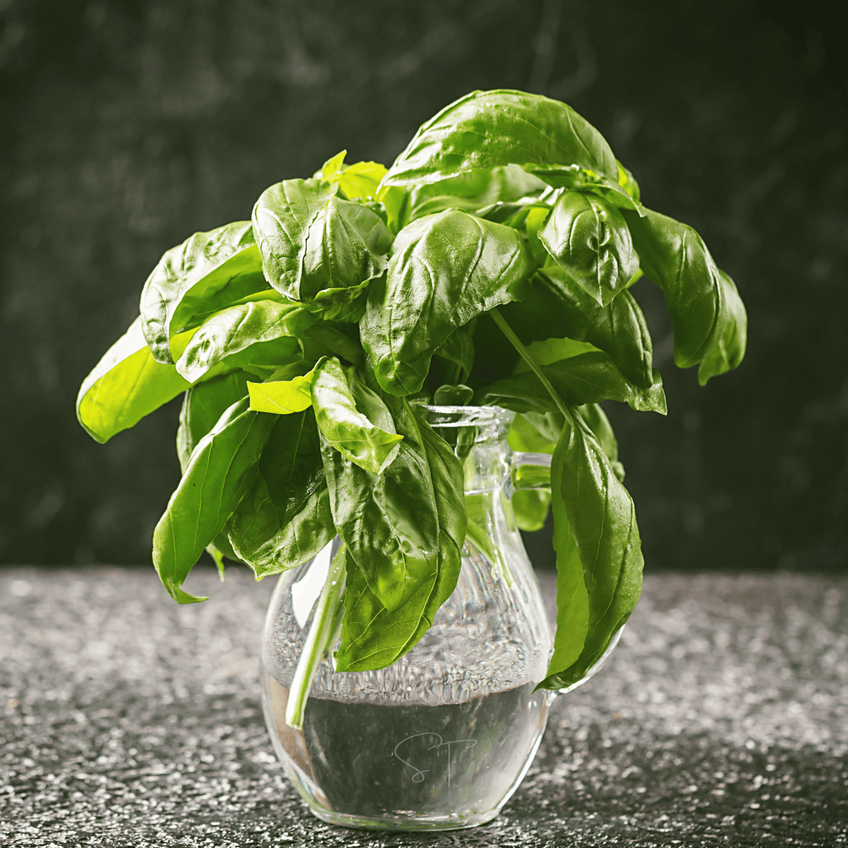 Italian Large Leaf Basil – 250 Seeds