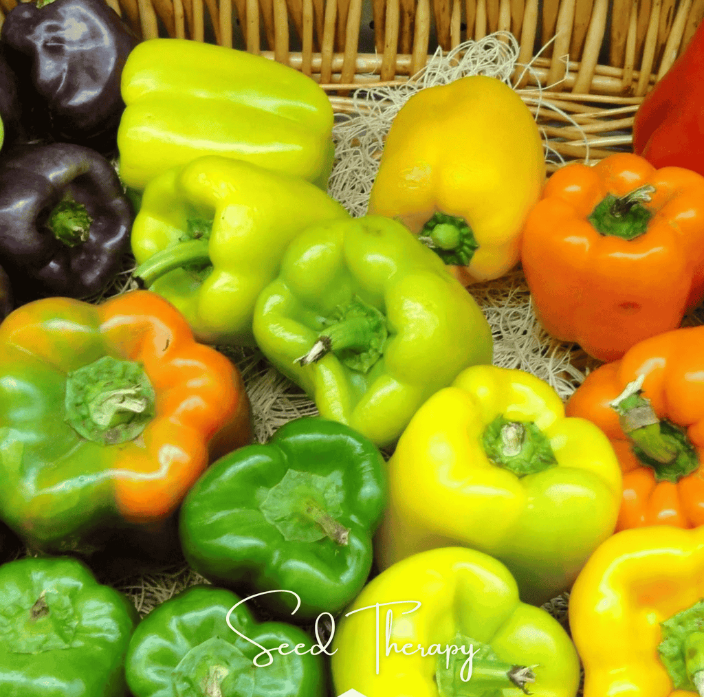 Rainbow Bell Sweet Pepper – 25 Seeds